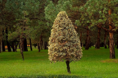 Ornamental cut tree stands in lush green landscaped park. Triangle shape tree stands prominently in...