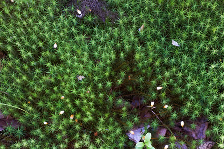 Green moss on the ground in the forest. Shallow depth of field.の写真素材