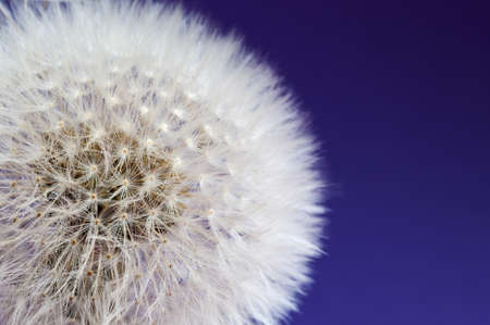 Taraxacum officinaleの写真素材