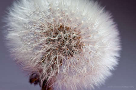 Taraxacum officinale2の写真素材