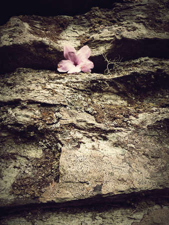 Subtle flower caught in the rocks.の素材
