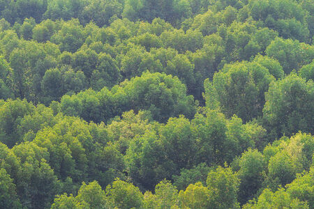 Tree from the top viewの写真素材