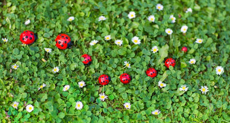 Ladybug toys on a fresh summer lawn with lots of small daisy flowers の写真素材