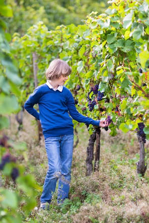 Portrait of a happy smiling boy eating ripe tasty grapes on a beautiful autumn vine yard 