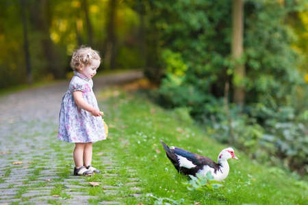 Adorable baby girl in a festive dress playing with a wild duck in a beautiful sunny autumn park の写真素材
