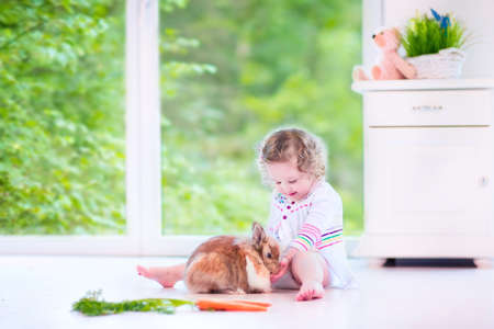 Adorable toddler girl with beautiful curly hair wearing a white dress playing with a real bunny in a sunny living roomの写真素材