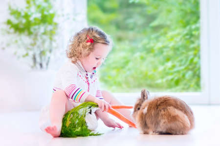 Adorable toddler girl with beautiful curly hair wearing a white dress playing with a real bunny in a sunny living room with a big garden view window sitting on the floor の写真素材
