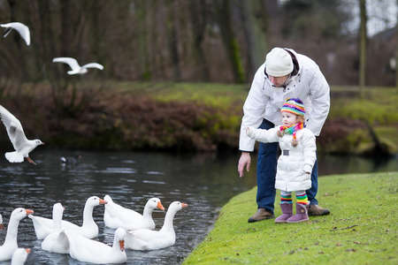 Happy young father and his adorable toddler daughter feeding white geese in a beautiful winter park with a river  の写真素材