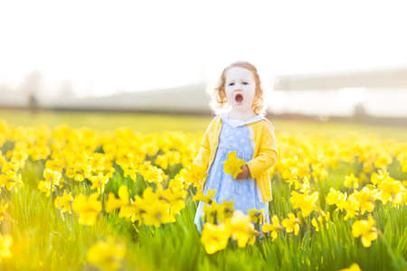 Beautiful curly toddler girl in a blue dress playing in a field of yellow daffodil flowers on a sunny summer evening  の写真素材
