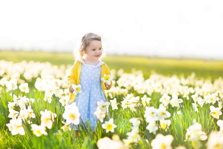 Beautiful curly toddler girl in a blue dress playing in a field of yellow daffodil flowers on a sunny summer evening  の写真素材