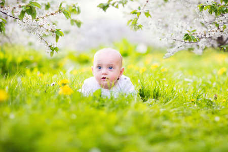 Adorable little happy smiling baby boy playing in a blooming apple garden between beautiful trees with white flowers on green grass with yellow dandelions on a sunny spring day  の写真素材