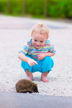 Kids playing with a hedgehog. Children and pets. Little boy plays with a wild animal. Preschooler watching animals outdoors in summer.の写真素材