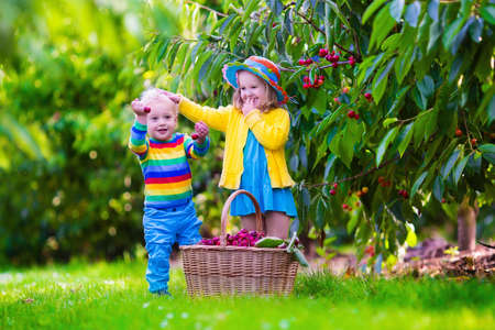 Kids picking cherry on a fruit farm. Children pick cherries in summer orchard. Toddler kid and baby...