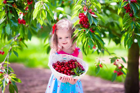 Kids picking cherry on a fruit farm. Children pick cherries in summer orchard. Toddler kid eating fresh fruit from garden tree. Little farmer girl with berry in a basket. Harvest time fun for familyの写真素材