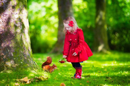 Girl feeding squirrel in autumn park. Little girl in red trench coat and rain boots watching wild animal in fall forest with golden oak and maple leaves. Children play outdoors. Kids playing with petsの写真素材