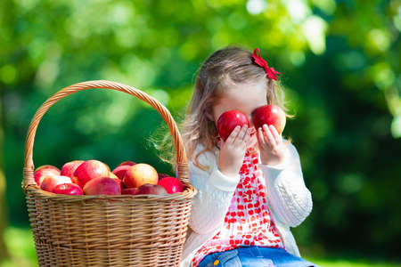 Child picking apples on a farm in autumn. Little girl playing in apple tree orchard. Kids pick fruit in a basket. Toddler eating fruits at fall harvest. Outdoor fun for children. Healthy nutrition.の写真素材