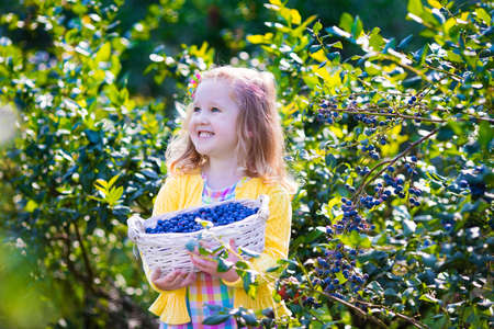 Kids picking fresh berries on blueberry field. Children pick blue berry on organic farm. Little girl playing outdoors in fruit orchard. Toddler farming. Preschooler gardening. Summer family fun.の写真素材