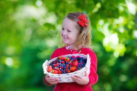 Child picking berries on a farm. Little girl eating strawberry, raspberry, blueberry, blackberry, red and black currant. Kids eat berry. Healthy nutrition for children. Toddler kid with fruit basket.の写真素材