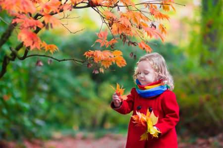 Little girl with yellow leaf. Child playing with autumn golden leaves. Kids play outdoors in the park. Children hiking in fall forest. Toddler kid under a maple tree on a sunny October day.の写真素材