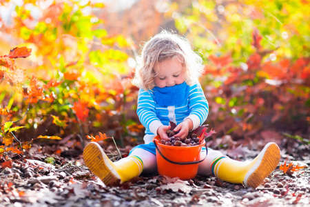 Girl holding acorn and colorful leaf in autumn park. Child picking acorns in a bucket in fall forest with golden oak and maple leaves. Children play outdoors. Kids playing and hiking in the woods. Girl holding acorn and colorful leaf in autumn park. Child picking acorns in a bucket in fall forest with golden oak and maple leaves. Children play outdoors. Kids playing and hiking in the woods.