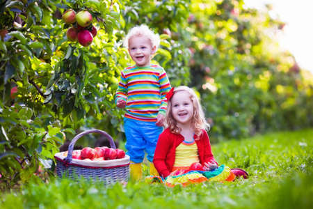 Child picking apples on a farm in autumn. Little girl and boy playing in apple tree orchard. Kids pick fruit in a basket. Toddler eating fruits at harvest. Outdoor fun for children. Healthy nutrition.の写真素材