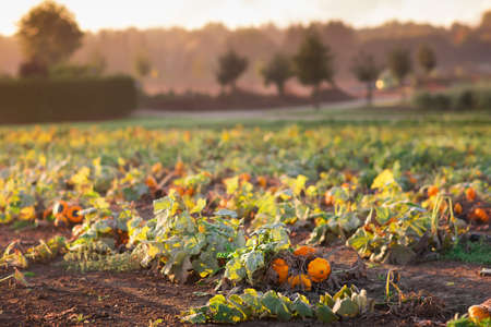 Beautiful pumpkin field in Germany, Europe. Halloween pumpkins on farm. Pumpkin patch on a sunny...