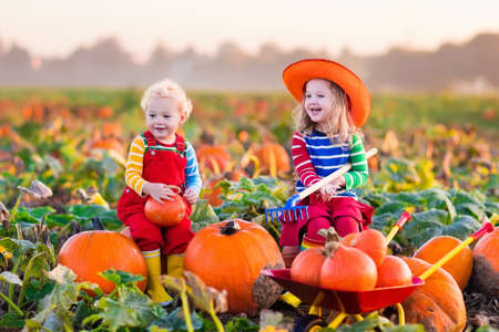 Little girl and boy picking pumpkins on Halloween pumpkin patch. Children playing in field of squash. Kids pick ripe vegetables on a farm in Thanksgiving holiday season. Family having fun in autumn.の写真素材