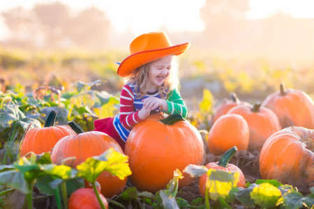 Little girl picking pumpkins on Halloween pumpkin patch. Child playing in field of squash. Kids pick ripe vegetables on a farm in Thanksgiving holiday season. Family with children having fun in autumnの写真素材