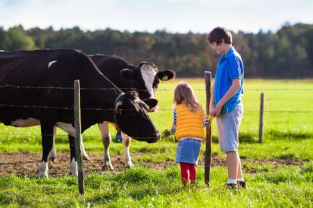 Happy kids feeding cows on a farm. Little girl and school age boy feed cow on a country field in summer. Farmer children play with animals. Child and animal friendship. Family fun in the countryside.の写真素材
