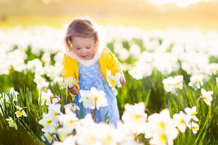 Toddler girl playing in daffodil flower field. Child gardening. Kid picking flowers in the backyard. Children working in the garden. Kids taking care of plants. First spring blossoms. Easter egg hunt.の写真素材
