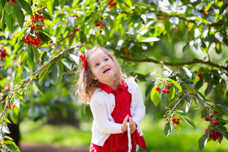 Kids picking cherry on a fruit farm. Children pick cherries in summer orchard. Toddler kid eating fresh fruit from garden tree. Little farmer girl with berry in a basket. Harvest time fun for familyの写真素材