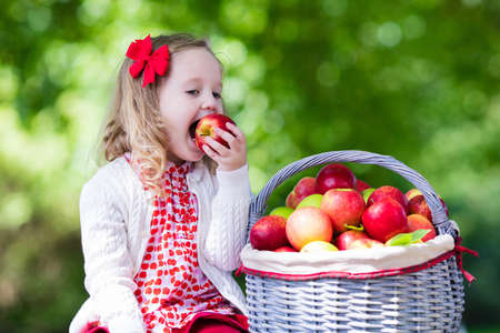 Child picking apples on a farm in autumn. Little girl playing in apple tree orchard. Kids pick fruit in a basket. Toddler eating fruits at fall harvest. Outdoor fun for children. Healthy nutrition.の写真素材