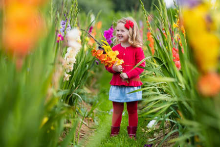 Little girl holding gladiolus flower bouquet. Child picking fresh flowers in the garden. Children gardening in autumn. Kids play in blooming field in late summer or early fall. Kid discovering nature.の写真素材