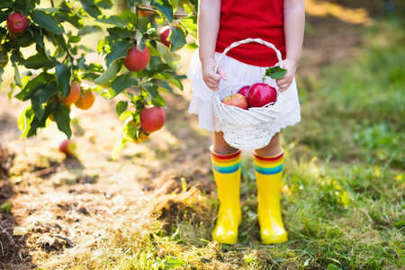 Child picking apples on a farm in autumn. Little girl playing in apple tree orchard. Kids pick fruit in a basket. Toddler eating fruits at fall harvest. Outdoor fun for children. Healthy nutrition.の写真素材
