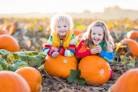 Little girl and boy picking pumpkins on Halloween pumpkin patch. Children playing in field of squash. Kids pick ripe vegetables on a farm in Thanksgiving holiday season. Family having fun in autumn.の写真素材