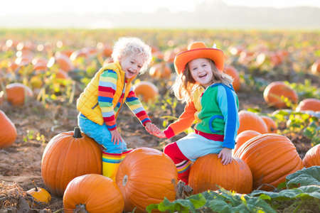 Little girl and boy picking pumpkins on Halloween pumpkin patch. Children playing in field of squash. Kids pick ripe vegetables on a farm in Thanksgiving holiday season. Family having fun in autumn.の写真素材
