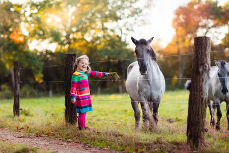 Little girl feeding a horse. Kid playing with pet horses. Child feeding animal on a ranch on cold fall day. Family on a farm in autumn. Outdoor fun for children.の写真素材
