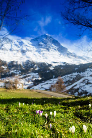 Scenic landscape of valley and mountains in Switzerland on sunny spring day. Snow covered Alps mountain peaks and blooming meadow in Swiss Alps.の写真素材