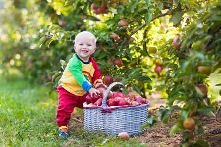 child picking apples on a farm in autumn little baby boy playing in apple tree orchard kids pick fruit in a basket toddler eating fruits at fall harvest outdoor fun for children healthy nutritionの写真素材