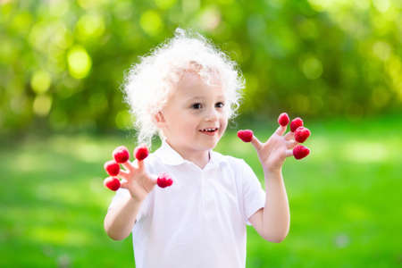 Child picking raspberry. Kids pick fresh fruit on organic raspberries farm. Children gardening and harvesting berry. Toddler kid eating ripe healthy berries. Outdoor family summer fun in the country.の写真素材