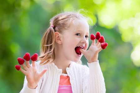 Child picking raspberry. Kids pick fresh fruit on organic raspberries farm. Children gardening and harvesting berry. Toddler kid eating ripe healthy berries. Outdoor family summer fun in the country.の写真素材