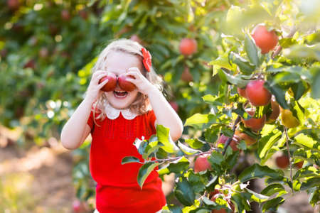 Child picking apples on a farm in autumn. Little girl playing in apple tree orchard. Kids pick fruit in a basket. Toddler eating fruits at fall harvest. Outdoor fun for children. Healthy nutrition.の写真素材
