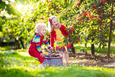 Kids picking cherry on a fruit farm. Children pick cherries in summer orchard. Toddler kid and baby eat fresh fruit from garden tree. Girl and boy eating berry in a basket. Harvest time fun for familyの写真素材