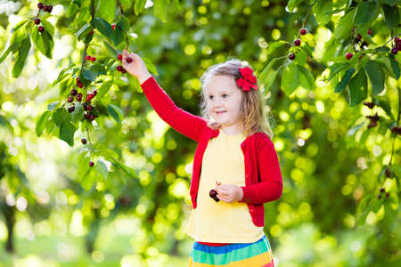 Kids picking cherry on a fruit farm. Children pick cherries in summer orchard. Toddler kid eating fresh fruit from garden tree. Little farmer girl with berry in a basket. Harvest time fun for familyの写真素材