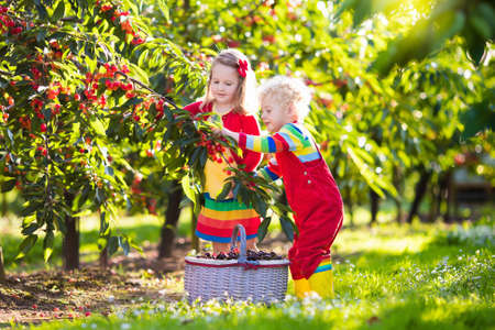 Kids picking cherry on a fruit farm. Children pick cherries in summer orchard. Toddler kid and baby eat fresh fruit from garden tree. Girl and boy eating berry in a basket. Harvest time fun for familyの写真素材