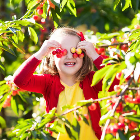 Kids picking cherry on a fruit farm. Children pick cherries in summer orchard. Toddler kid eating fresh fruit from garden tree. Little farmer girl with berry in a basket. Harvest time fun for familyの写真素材