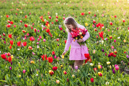 Child in tulip flower field. Little girl cutting fresh tulips in sunny summer garden. Kid with flower bouquet for mother day or birthday present. Toddler picking red flowers in blooming spring meadow.の写真素材