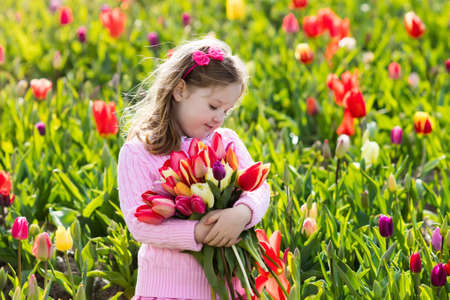 Child in tulip flower field. Little girl cutting fresh tulips in sunny summer garden. Kid with flower bouquet for mother day or birthday present. Toddler picking red flowers in blooming spring meadow.の写真素材