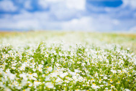 Beautiful field of daisy flowers on sunny summer day. Daisies meadow in spring. Wild chamomile flower scenery. Country landscape with chamomiles. Green grass and blue sky. Idyllic nature background.の写真素材