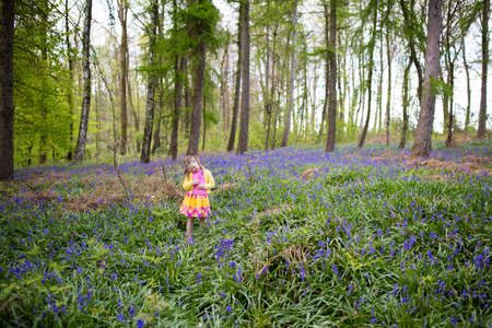Child with bluebells. Little girl in pretty dress playing in beautiful spring forest with purple bluebell flowers. Kids hiking in park with blue bell flower meadow. Preschooler exploring nature.の写真素材